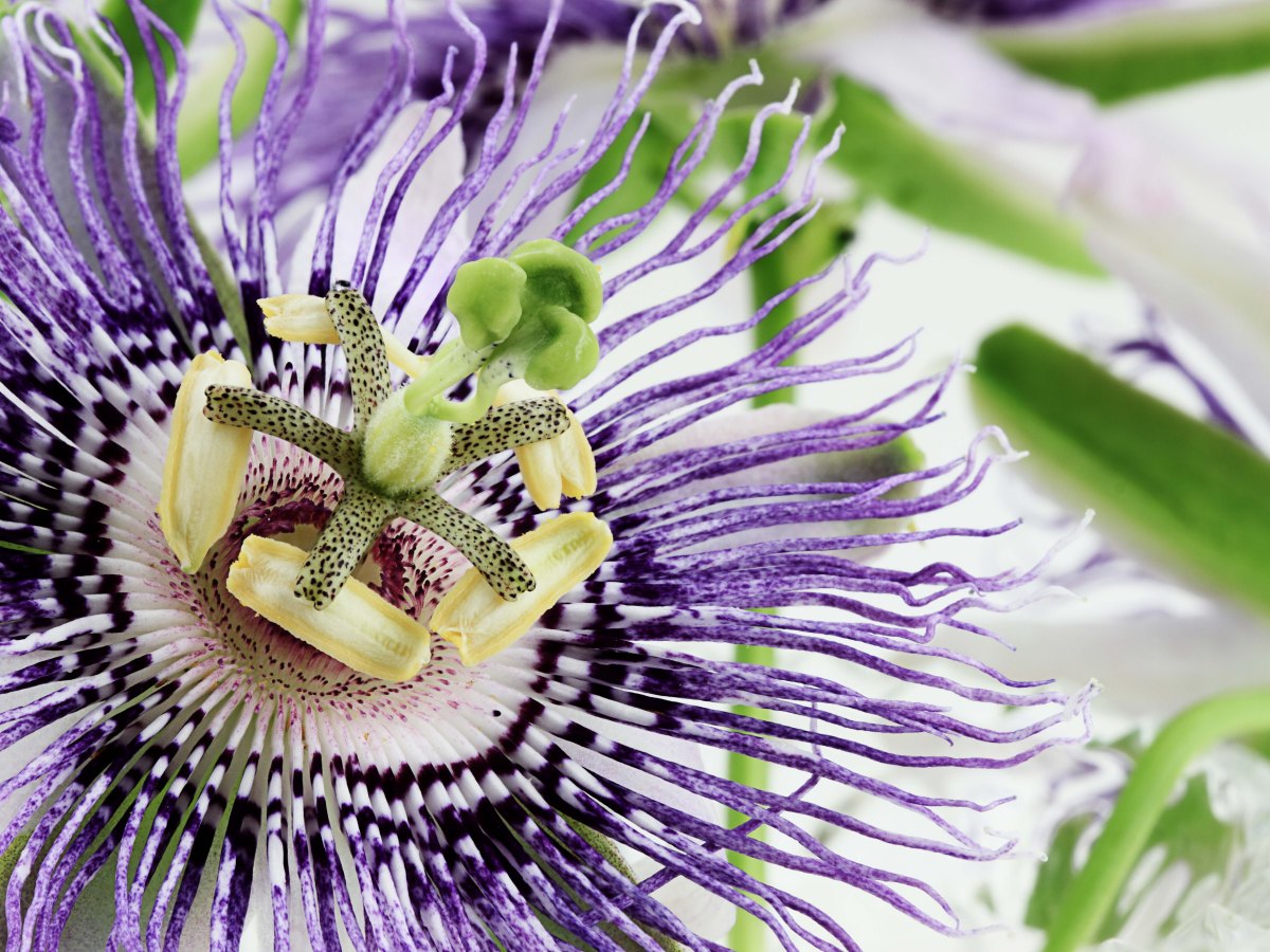 Phytotherapie / Pflanzenheilkunde